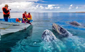 La experiencia de estar frente a la Ballena Gris en México: prepara maletas