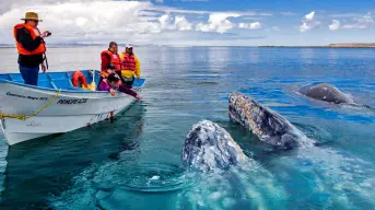 La experiencia de estar frente a la Ballena Gris en México: prepara maletas