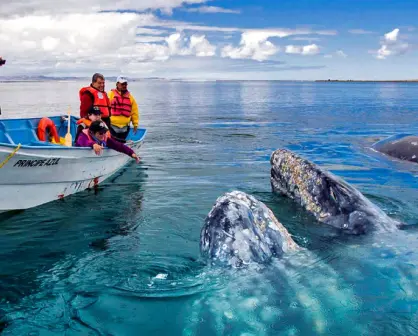 La experiencia de estar frente a la Ballena Gris en México: prepara maletas