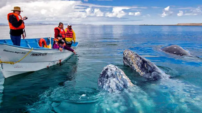Avistamiento de ballena gris en Baja California. Foto Travel Report