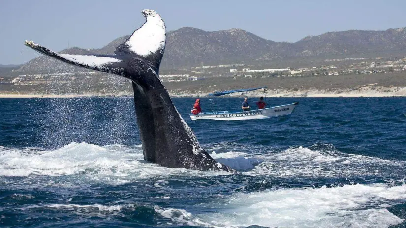 Ballena gris