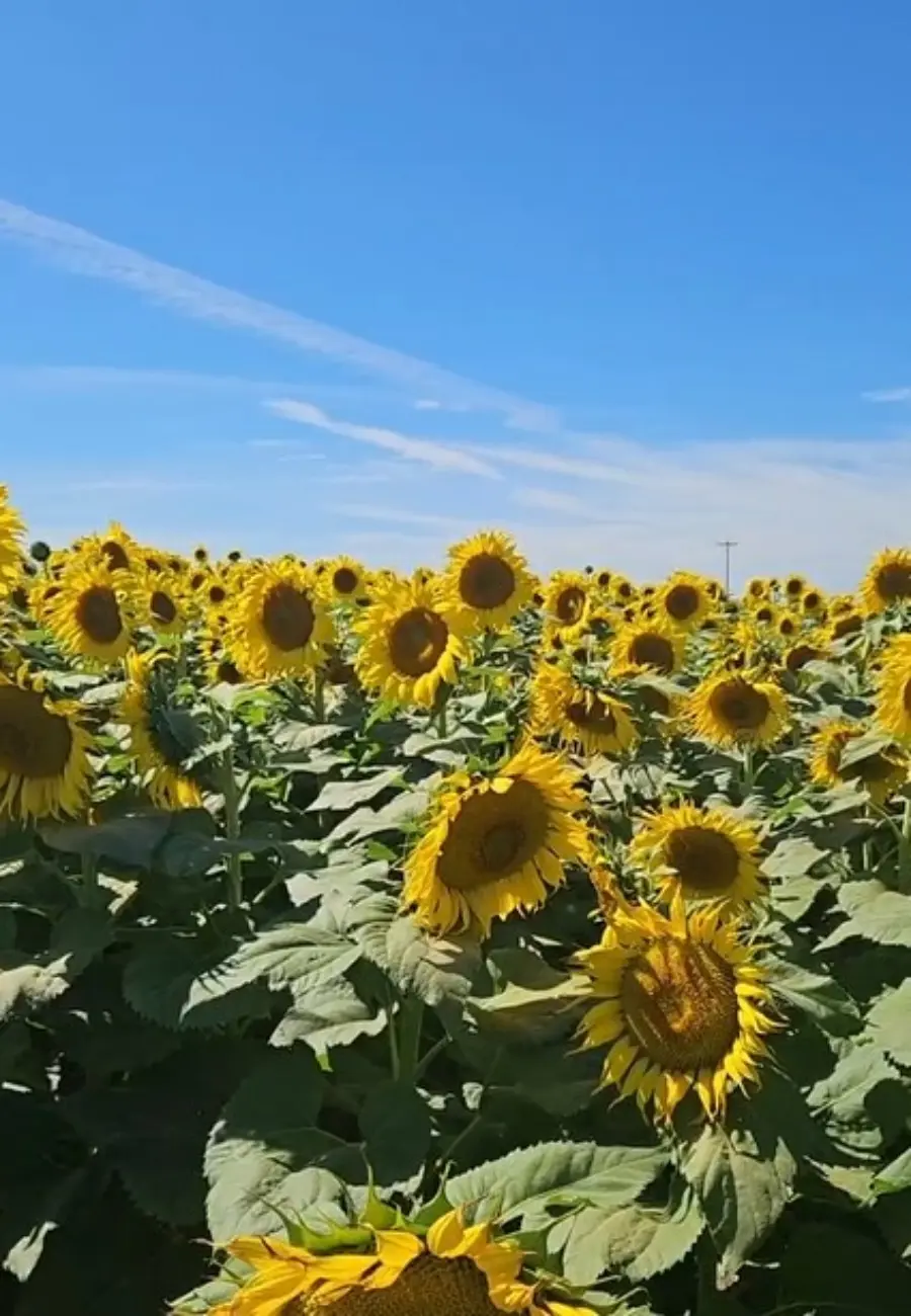 Navolato se pinta de amarillo con los campos de girasoles florecidos. Foto: Somos Navolato