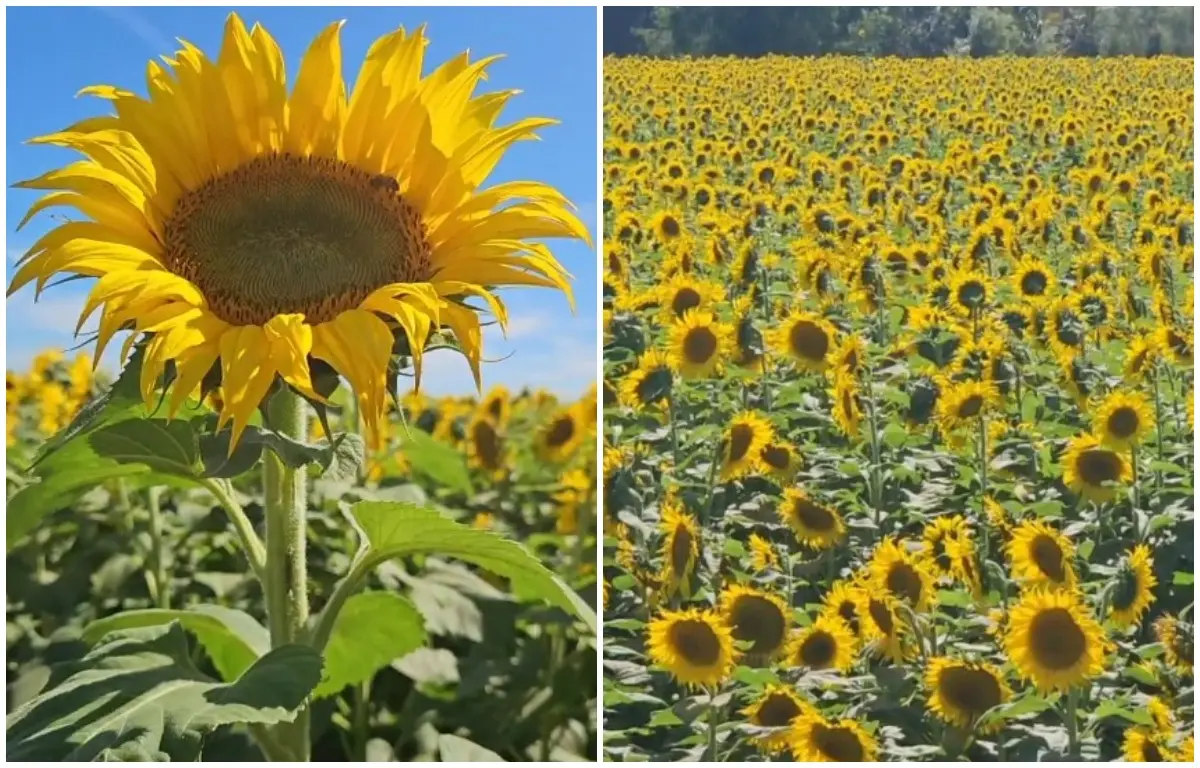 Navolato se ha pintado de amarillo con los campos de girasoles. Fotos: Somos Navolato