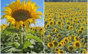 Los girasoles pintan de amarillo los campos de Navolato, Sinaloa; inicia temporada