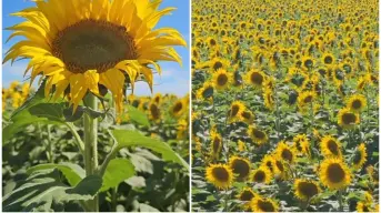 Los girasoles pintan de amarillo los campos de Navolato, Sinaloa; inicia temporada