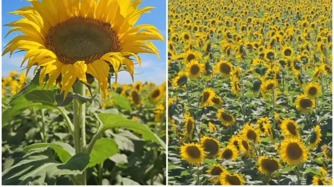 Navolato se ha pintado de amarillo con los campos de girasoles. Fotos: Somos Navolato