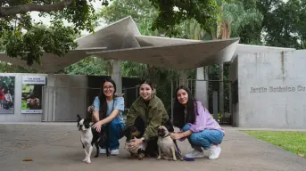 El Jardín Botánico Culiacán abre sus puertas a los perros: conoce los requisitos