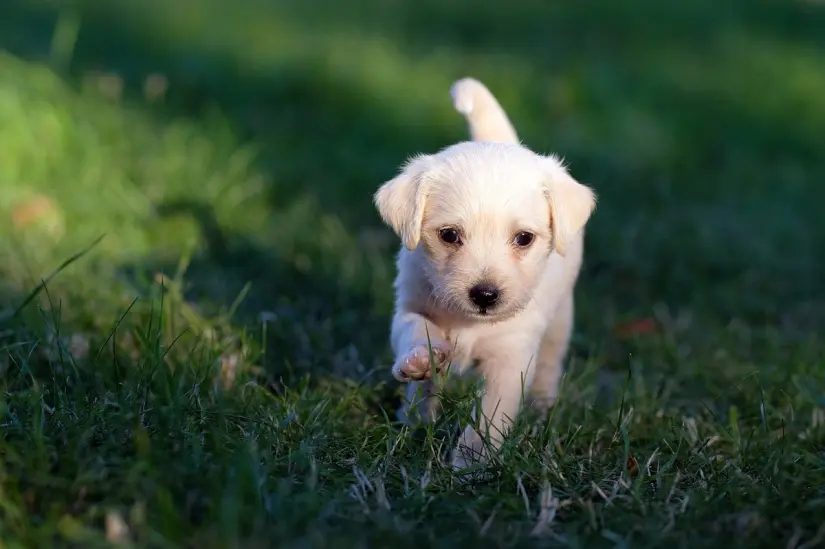 Jardín Botánico Culiacán promueve una cultura dogfriendly; disfruta este espacio junto a tu mascota