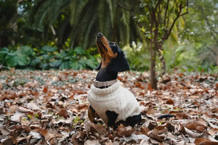 Mascotas en el Jardín Botánico