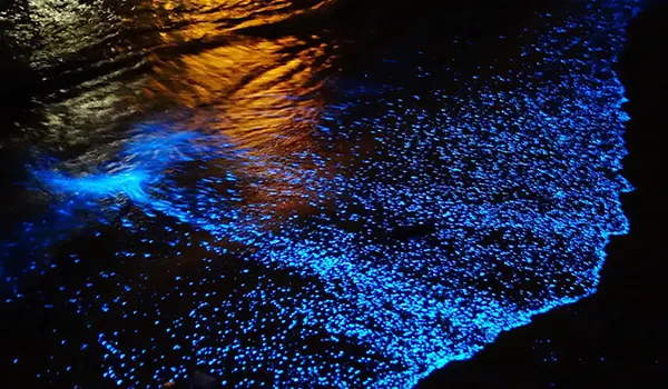 Disfruta de la bioluminiscencia en las playas de Oaxaca. Foto: iStock.  