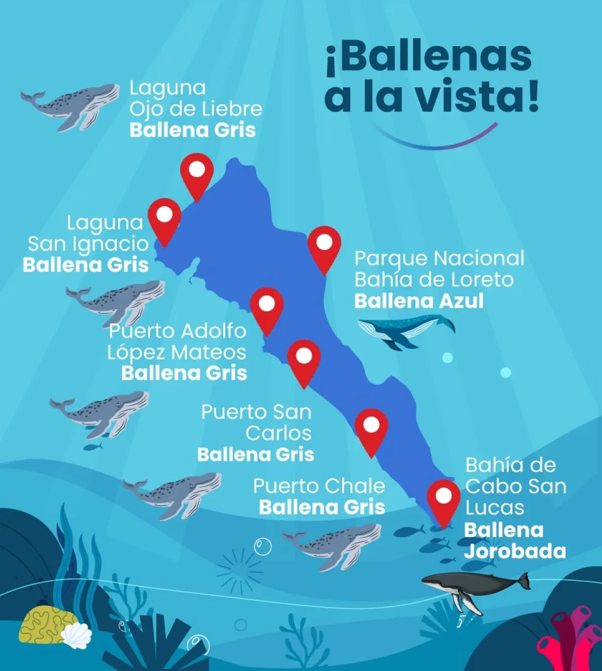Sitios para avistamiento de ballena gris en Baja California y Baja California Sur