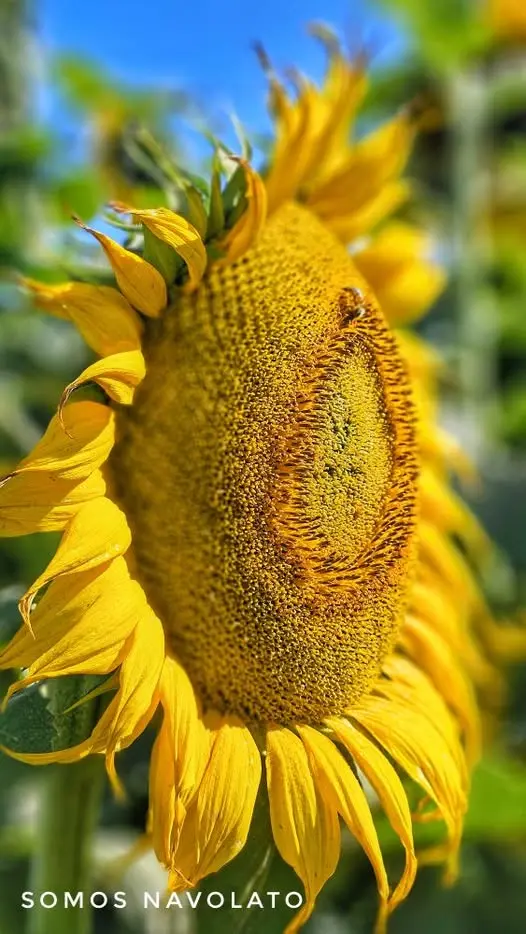 Los girasoles de Lo de Reyes es esplendoroso destino para visitar. Foto: Rudy Mendoza.