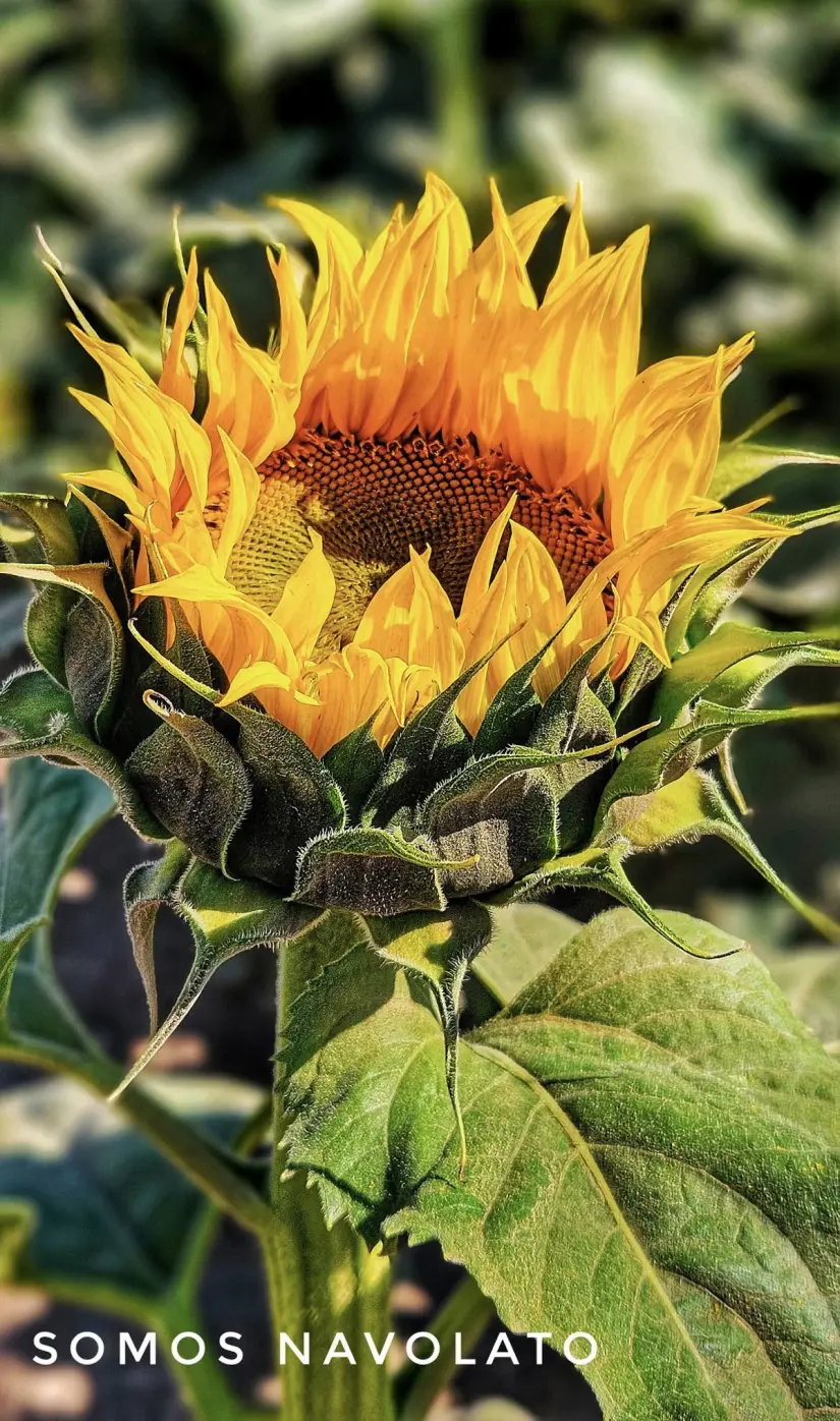 Los girasoles son una belleza natural en Navolato. Foto: Rudy Mendoza