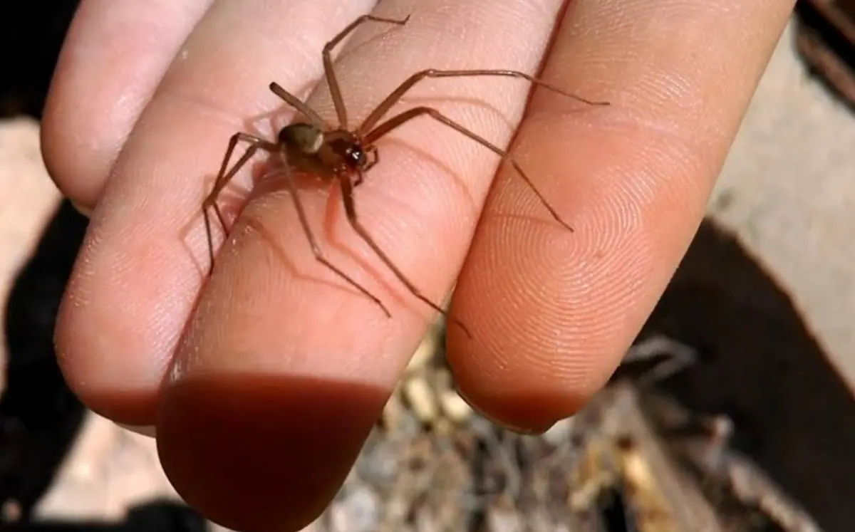 La araña violinista es endémica de México y Estados Unidos. Foto: Cortesía