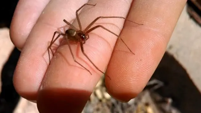 La araña violinista es endémica de México y Estados Unidos. Foto: Cortesía