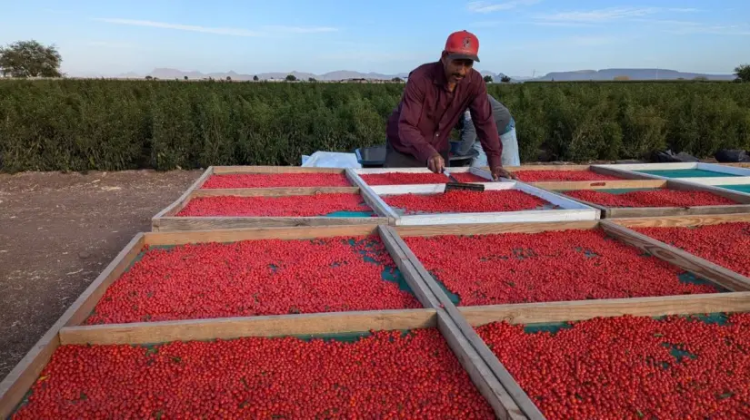 Cosecha y secado de chile chiltepín en Sinaloa