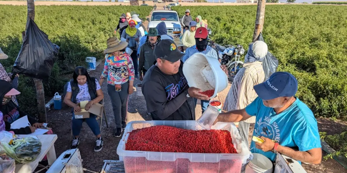 Crece la producción de chile chiltepín en Sinaloa y también la oferta de trabajo