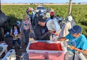 El chile chiltepín, una potencial alternativa para la economía rural de Sinaloa