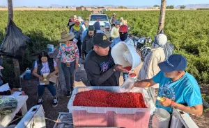 El chile chiltepín, una potencial alternativa para la economía rural de Sinaloa