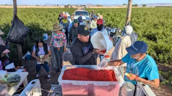 El chile chiltepín, una potencial alternativa para la economía rural de Sinaloa