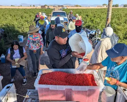 El chile chiltepín, una potencial alternativa para la economía rural de Sinaloa