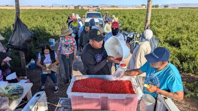 Crece la producción de chile chiltepín en Sinaloa y también la oferta de trabajo
