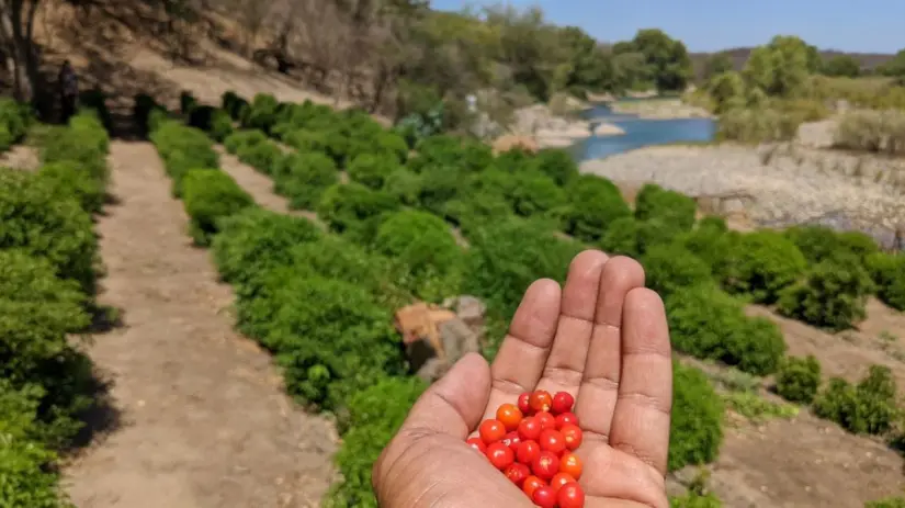 Chila chiltepín