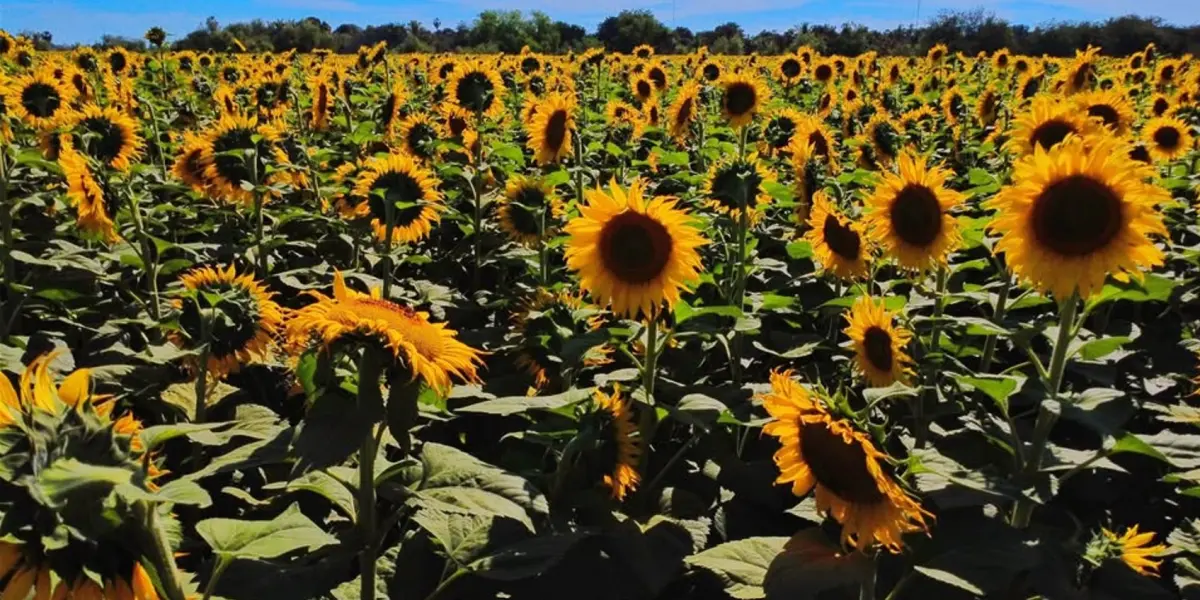 Los girasoles de Navolato han cautivado a sus visitantes. Fotos: Rudy Mendoza.