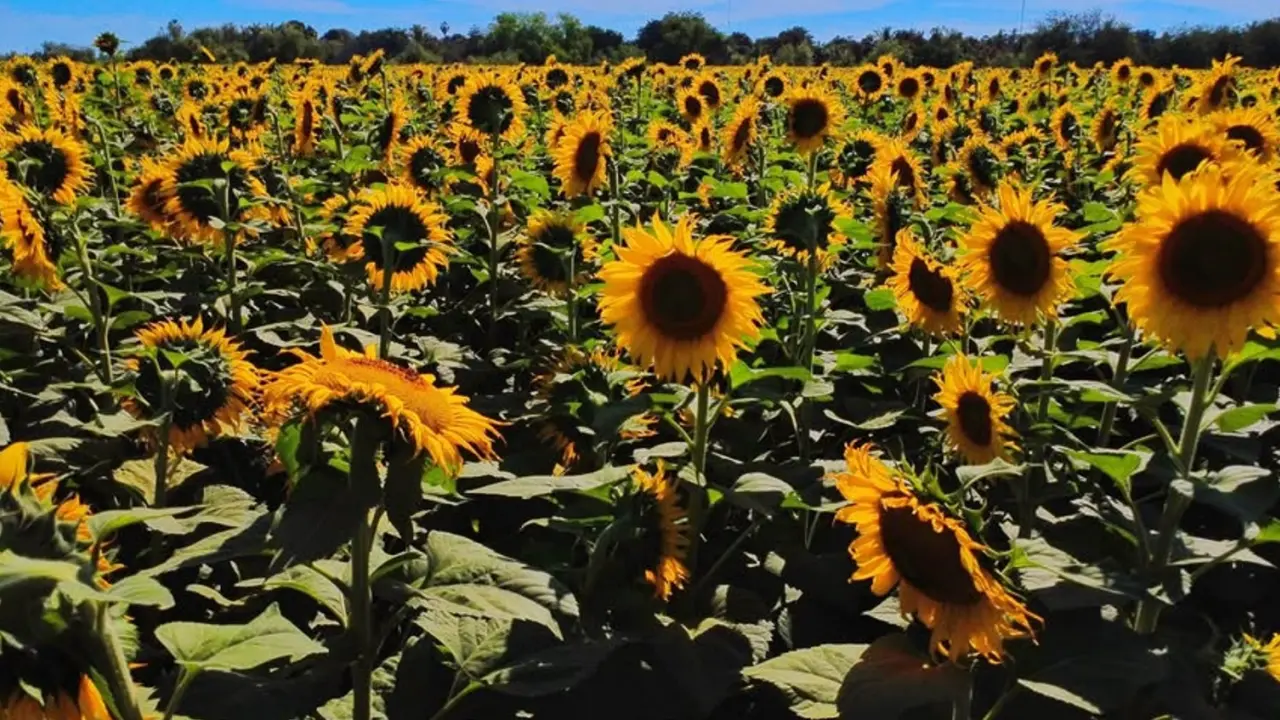 Los girasoles de Navolato han cautivado a sus visitantes. Fotos: Rudy Mendoza.