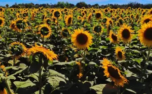 Navolato también florece conoce el encanto de los girasoles en Lo de Reyes