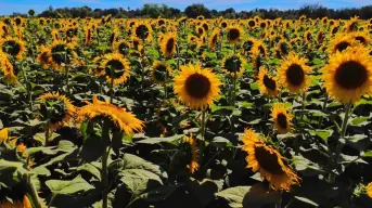 Navolato también florece conoce el encanto de los girasoles en Lo de Reyes