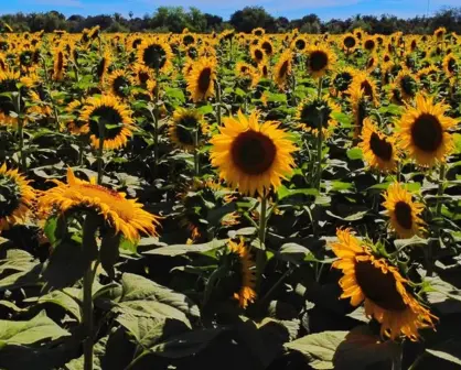 Navolato también florece conoce el encanto de los girasoles en Lo de Reyes