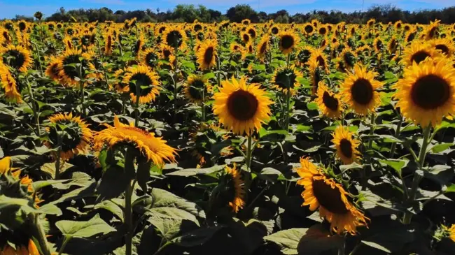 Los girasoles de Navolato han cautivado a sus visitantes. Fotos: Rudy Mendoza.