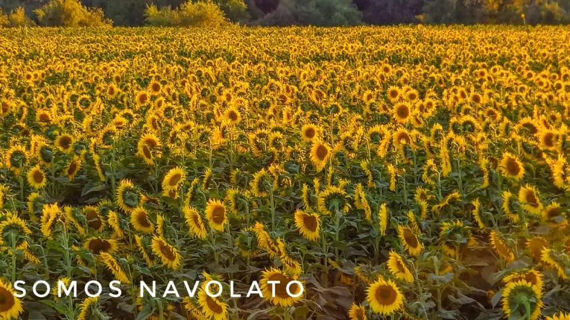 Los campos de girasoles son una belleza para sus visitantes.