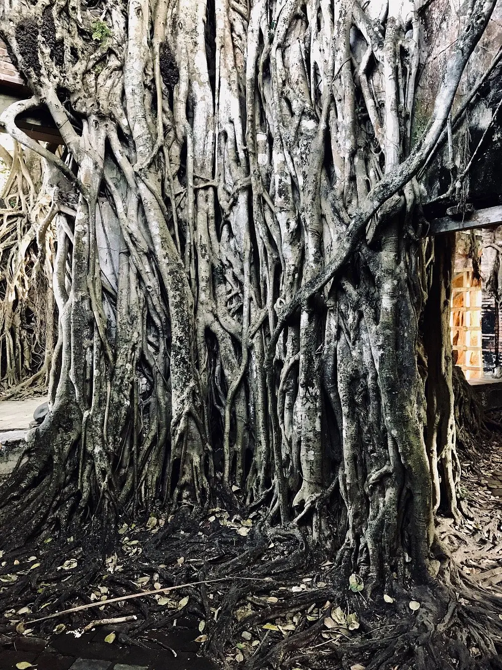Manglares de arboles en La casa de Hernán Cortés Foto: Tripvisor