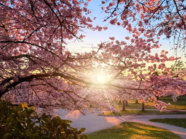 La primavera es una de las estaciones más bellas. Foto: iStock. 