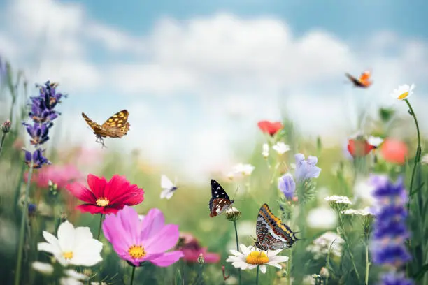 Conoce los detalles acerca del Día de la Primavera. Foto: iStock. 