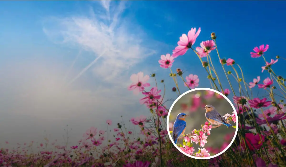 Estos son los detalles acerca del Día de la Primavera. Foto: iStock.