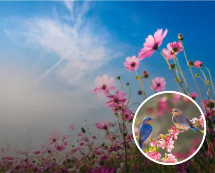 Día de la Primavera; cuándo y por qué se celebra