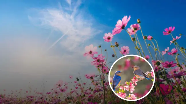 Estos son los detalles acerca del Día de la Primavera. Foto: iStock.