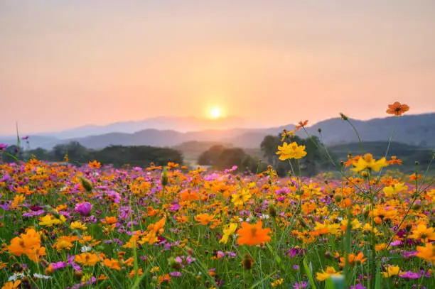 El Día de la Primavera es muy significativo para muchas personas. Foto: iStock. 