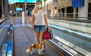 Todo lo que necesitas saber antes de viajar con tu mascota en avión