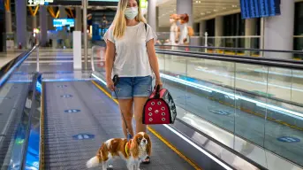 Todo lo que necesitas saber antes de viajar con tu mascota en avión