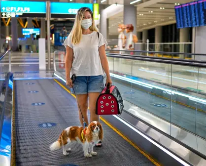 Todo lo que necesitas saber antes de viajar con tu mascota en avión