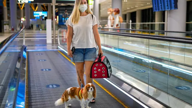 Si vas a viajar en avión con tu mascota, hay una serie de tips que debes conocer.