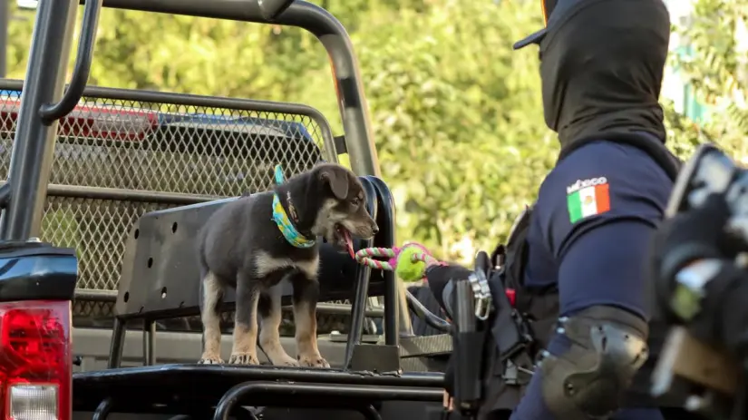  'Chase': Un cachorro rescatado de condiciones extremas por policías de Culiacán