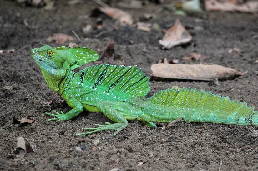 Biodiversidad del Parque Estero El Salado. Foto: cortesía