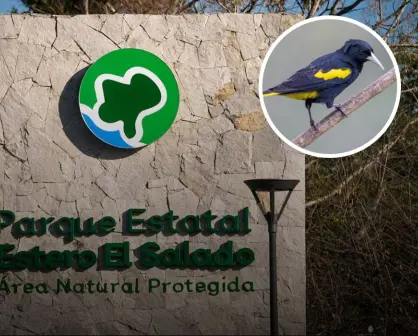 Estero El Salado en Puerto Vallarta: Un manglar único en Latinoamérica; qué ver y hacer