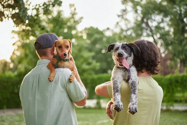 Disfruta de los beneficios al registrar a tu mascota en Querétaro. Foto: iStock. 