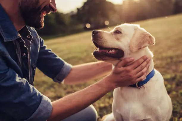 Aprovecha el registro gratuito de mascotas en Querétaro. Foto: iStock. 